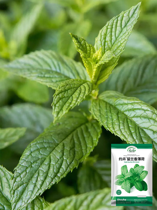 Spearmint Mint