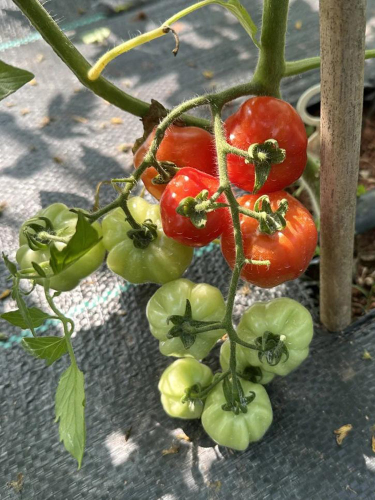 Accordion Cherry Tomato