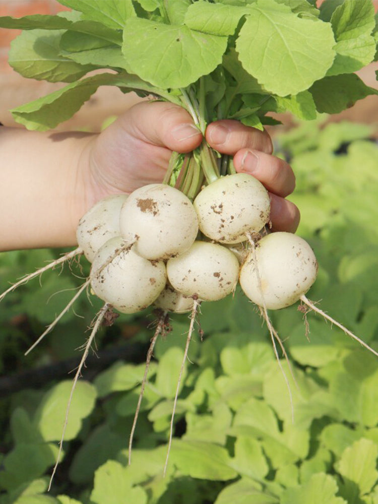 Dongsheng Baby Turnip