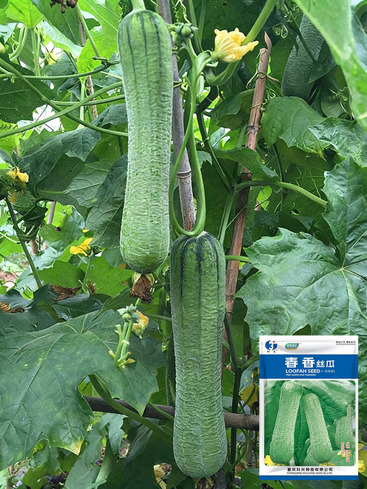 Chunxiang Luffa