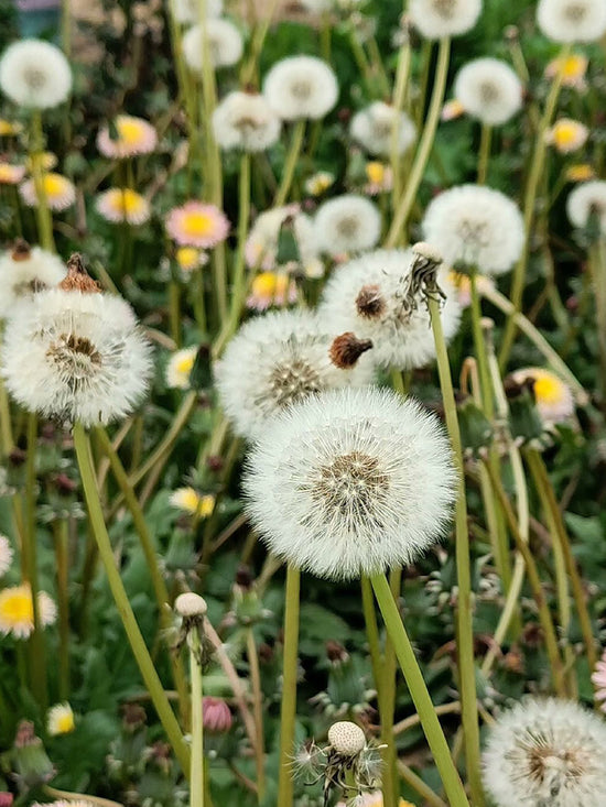 Live Pink Dandelion Plant (Taraxacum Pseudoroseum) – Super Rare, Homegrown, Pet-Safe Perennial 3 thumbnail image