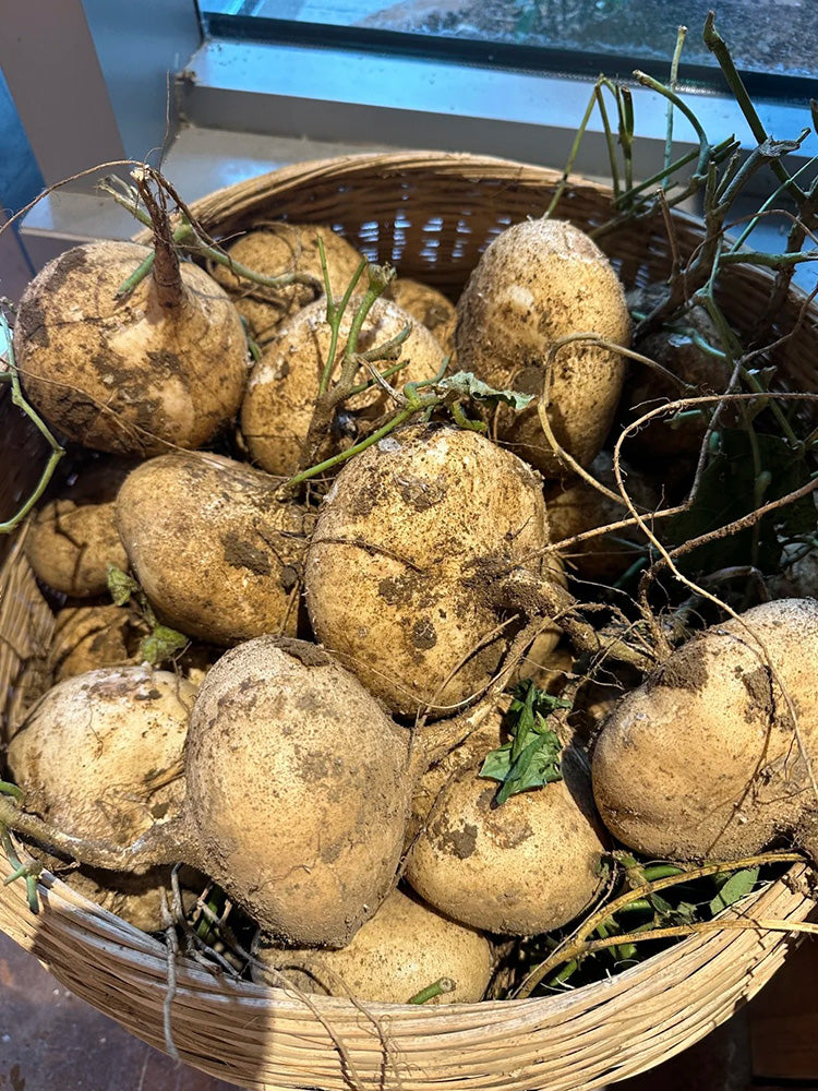 Mumashan Jicama