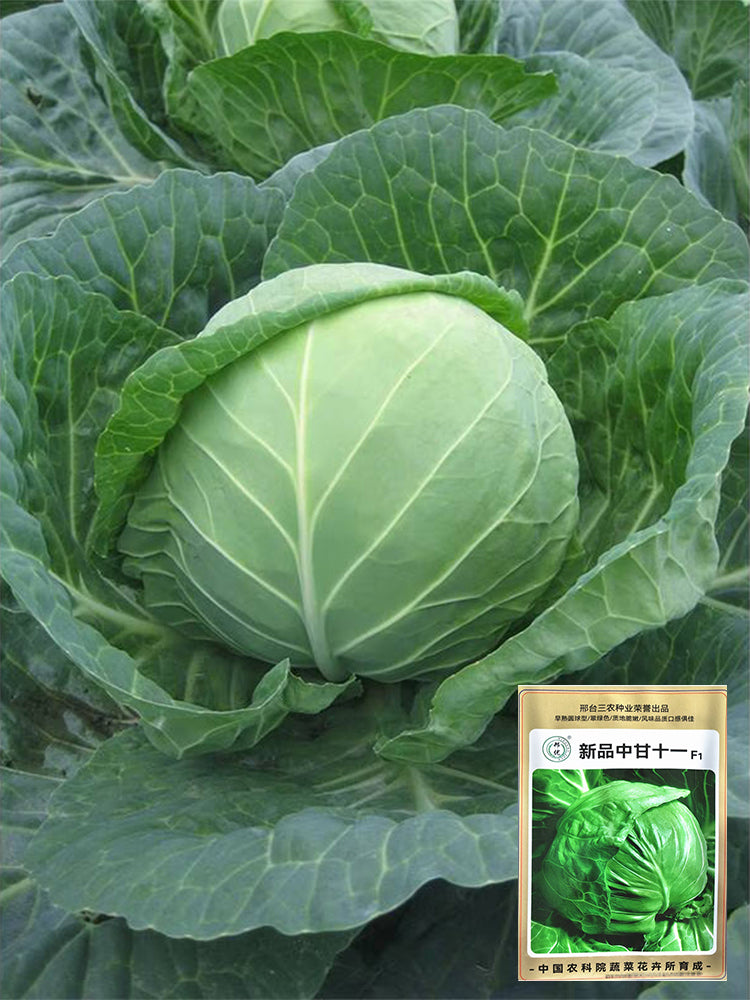 Xingyou Zhonggan 11 Cabbage
