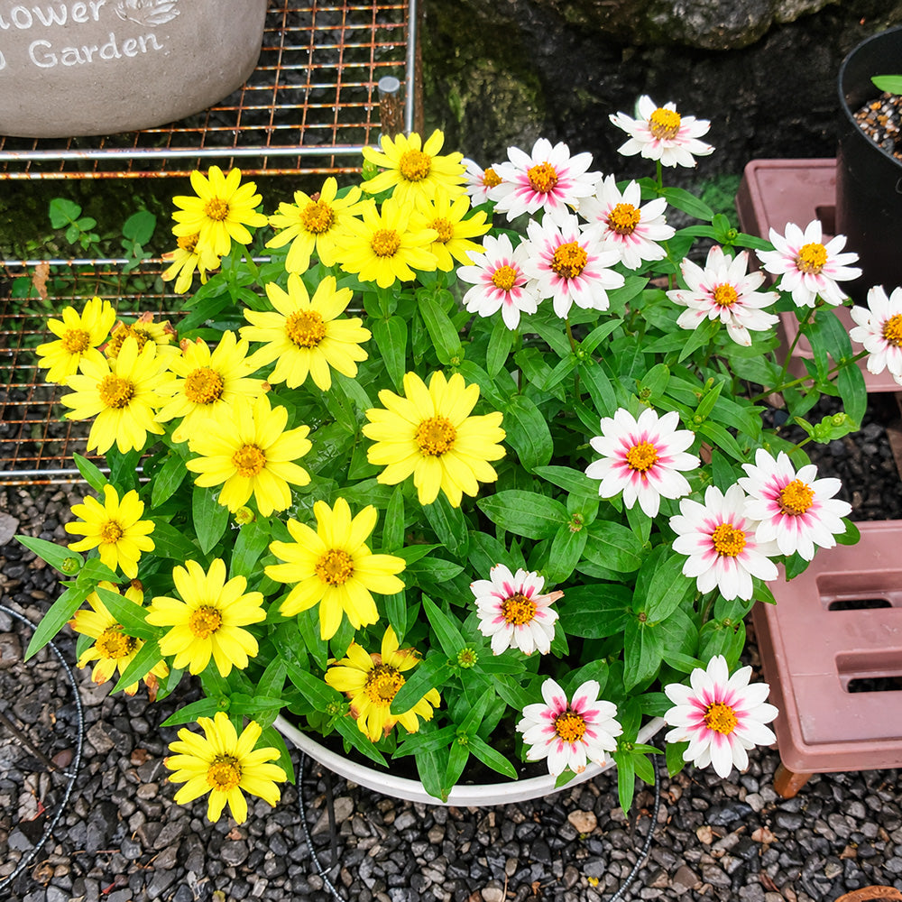 W1344 Zahara Yellow Zinnia