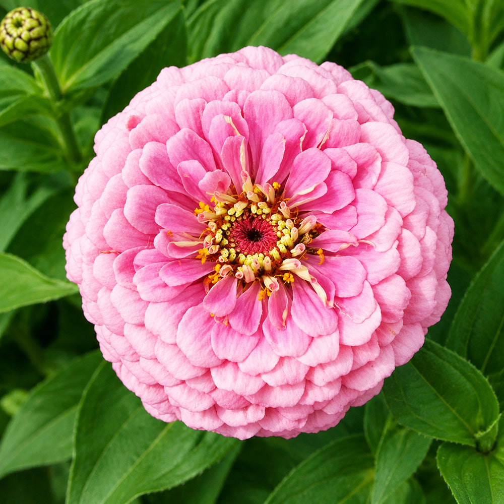 W1347 Large-Flowered Pink Zinnia