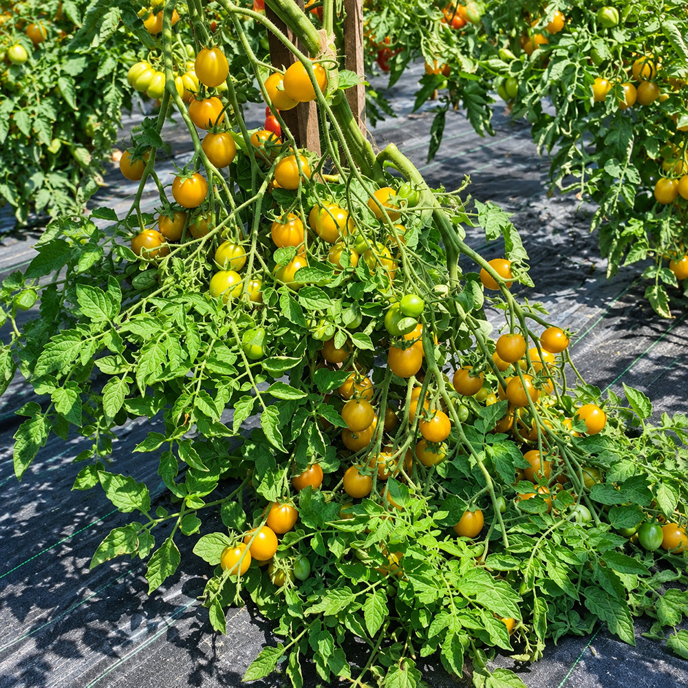 376 Amber Keyes Tomato