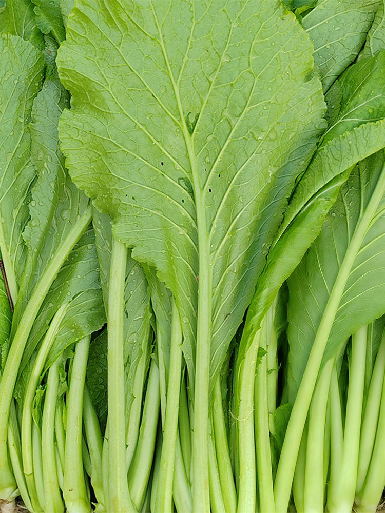 'Huaqing No.1' Sweet Leaf Lettuce