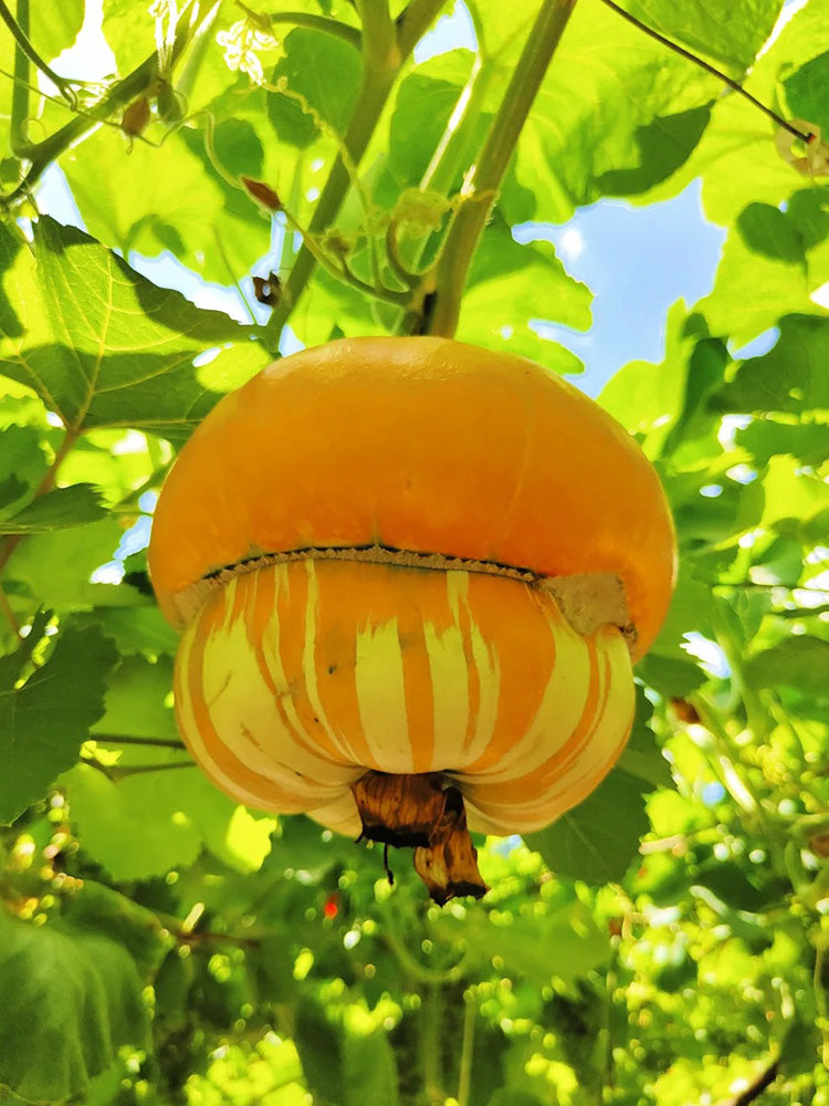 Censer Squash