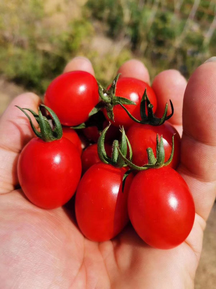 Red Saint Cherry Tomato