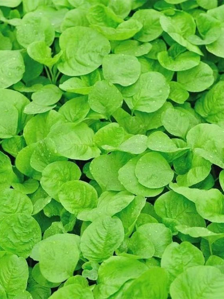 'Alishan' White Amaranth