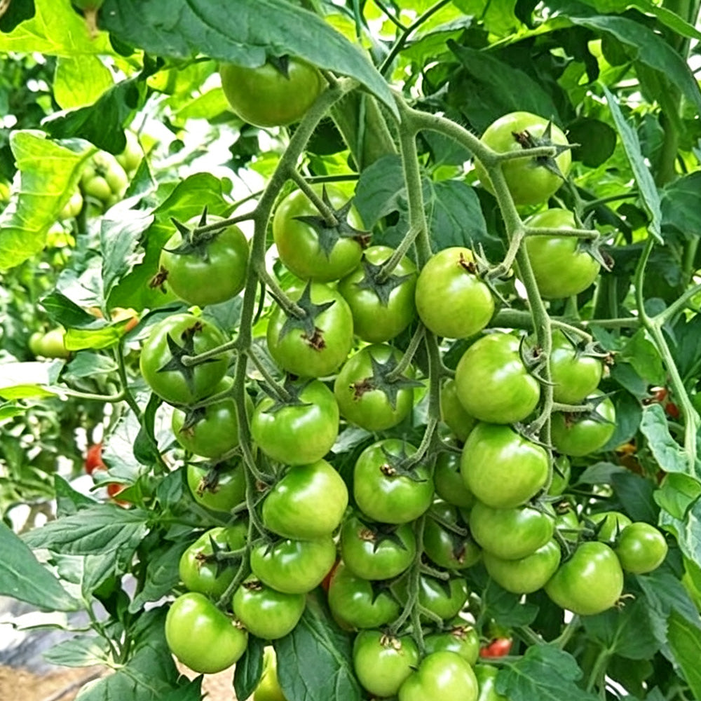 622 JingDan LvBaoShi F1 Tomato