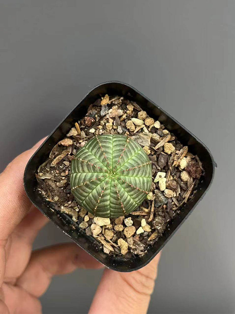Euphorbia obesa Succulent