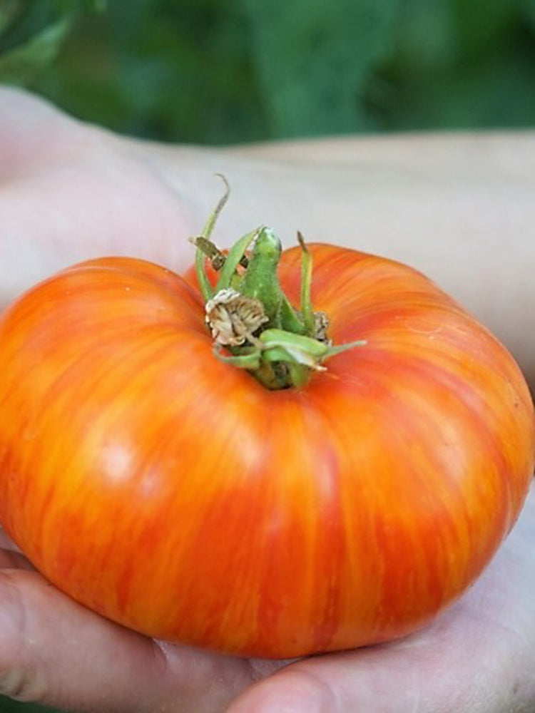 'Fairytale' Tomato