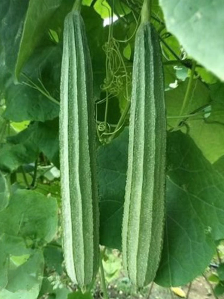 Meiling No.1 Luffa