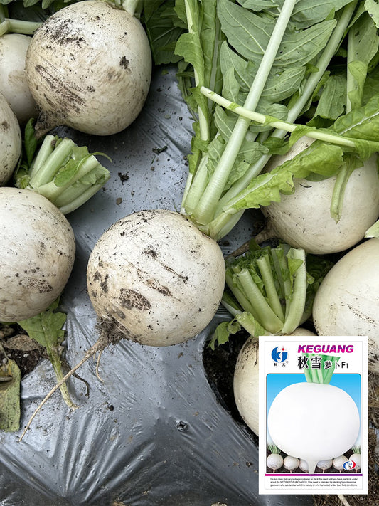 Large Round White Radish F1