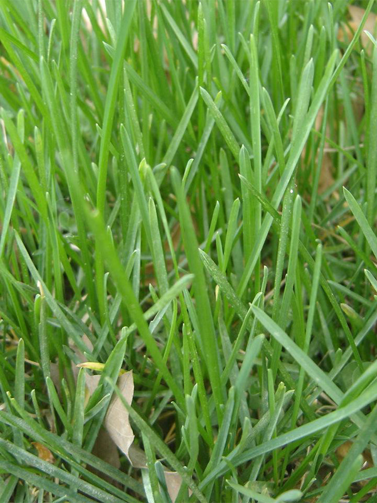 Kentucky Bluegrass