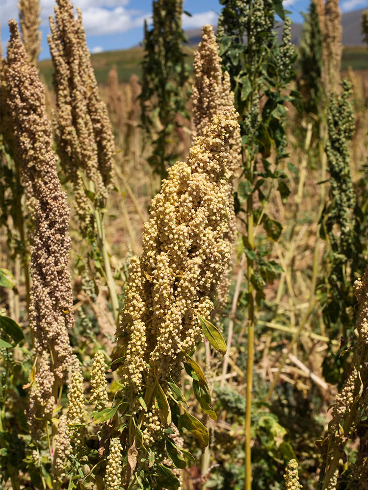 White Quinoa
