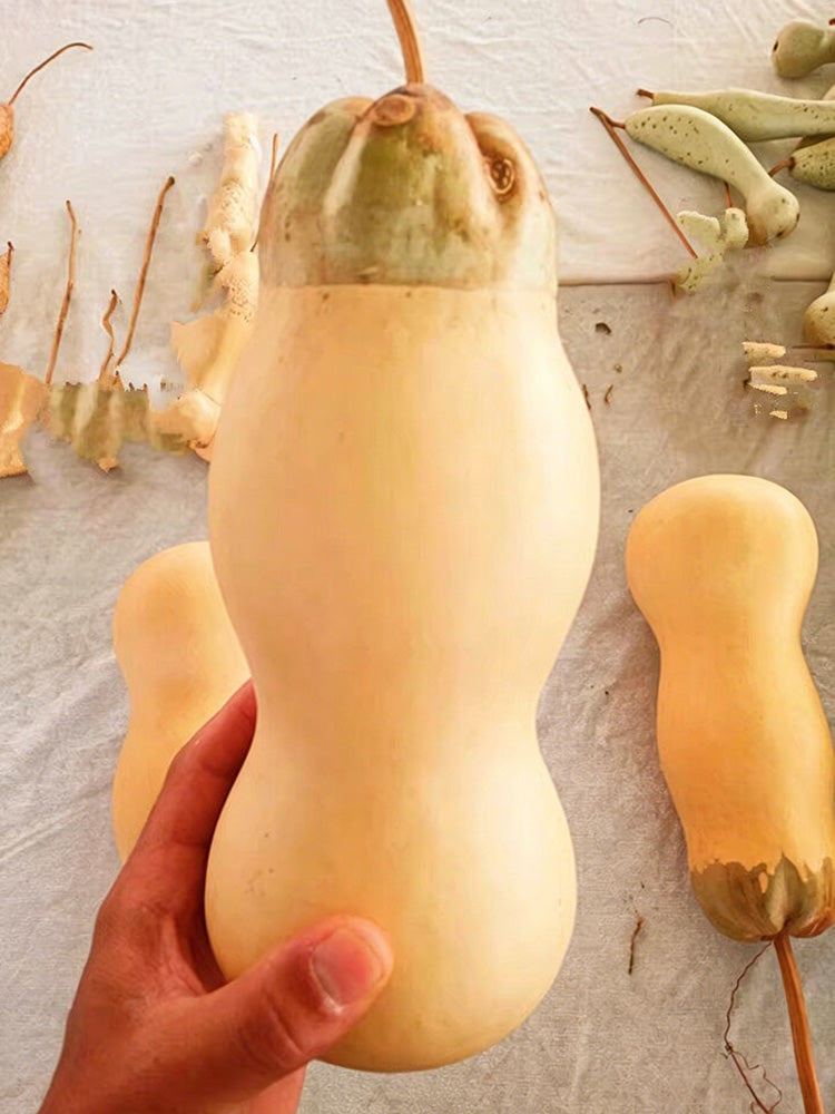 Small Lotus-head Gourd