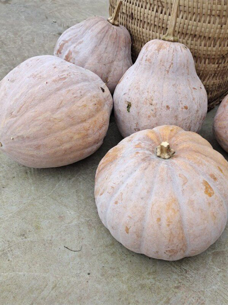 Jiami F1 Pumpkin