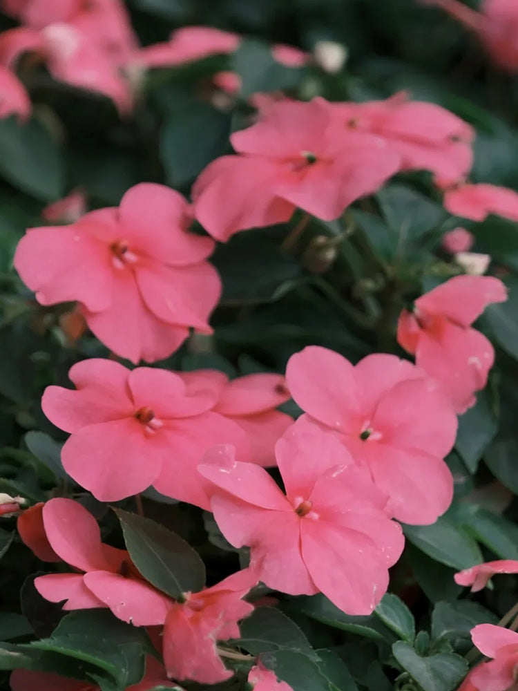 Salsa Mix Impatiens Walleriana