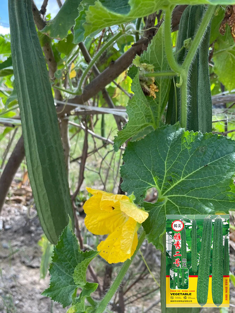 Jiemei Yaxiu No. 2 Luffa