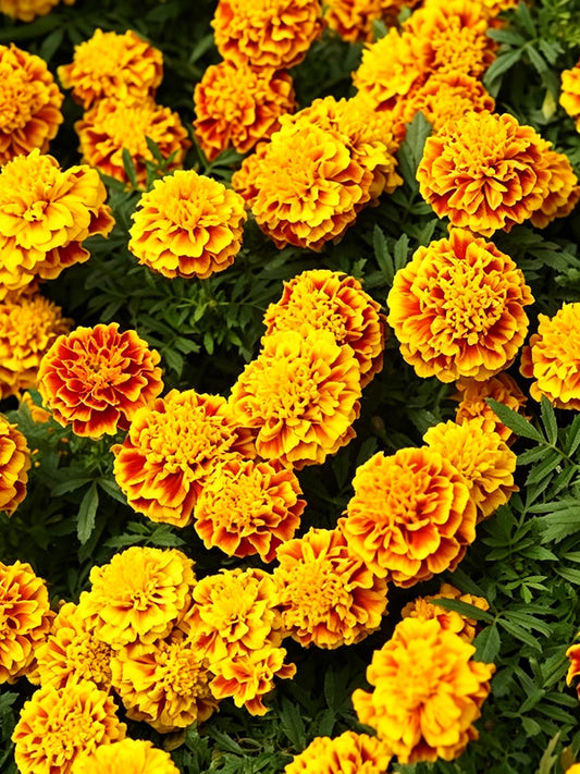 Dwarf French Marigold