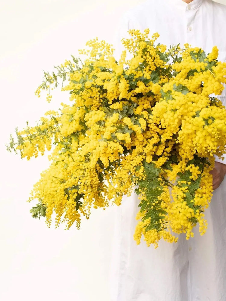 Silver Wattle