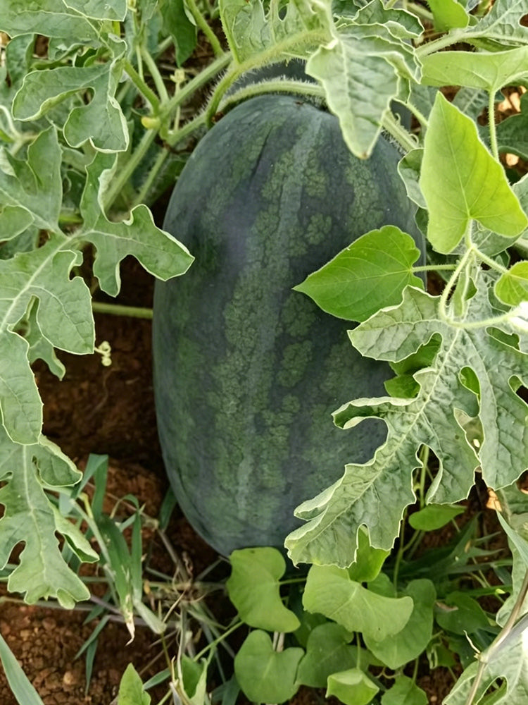 Black Beauty Watermelon