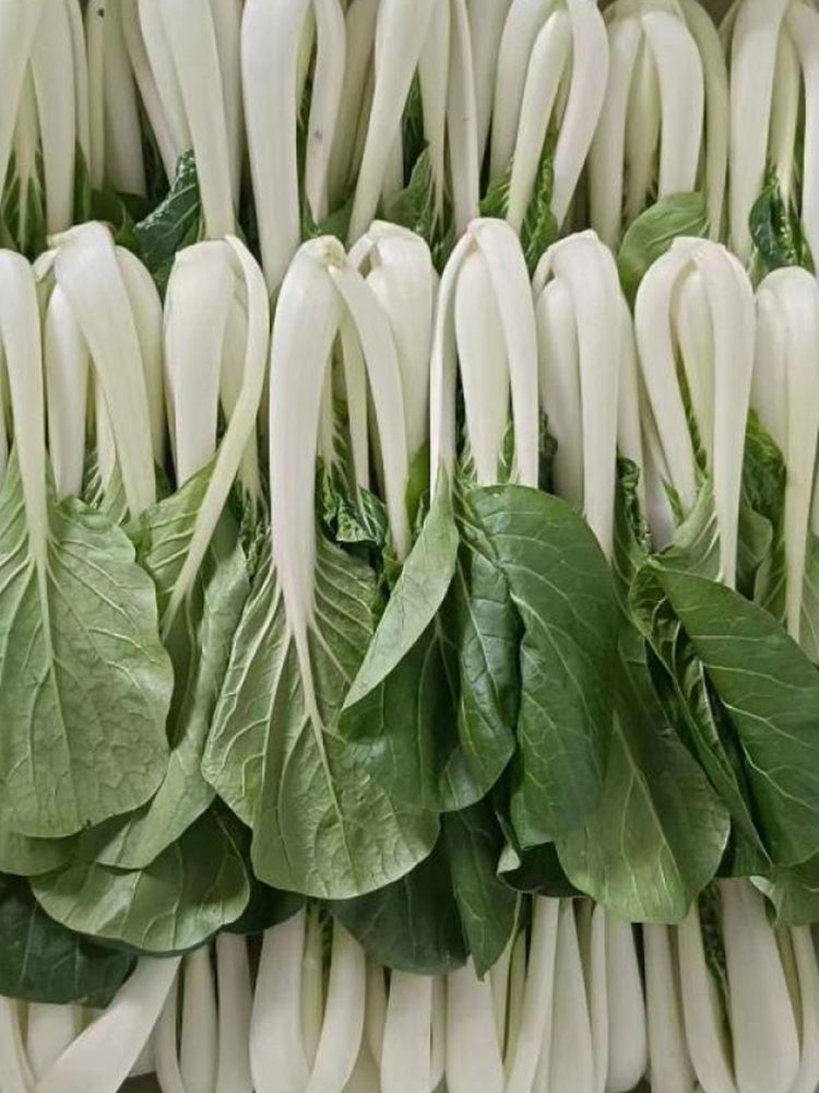 Golden Beauty Black Leaf Bok Choy