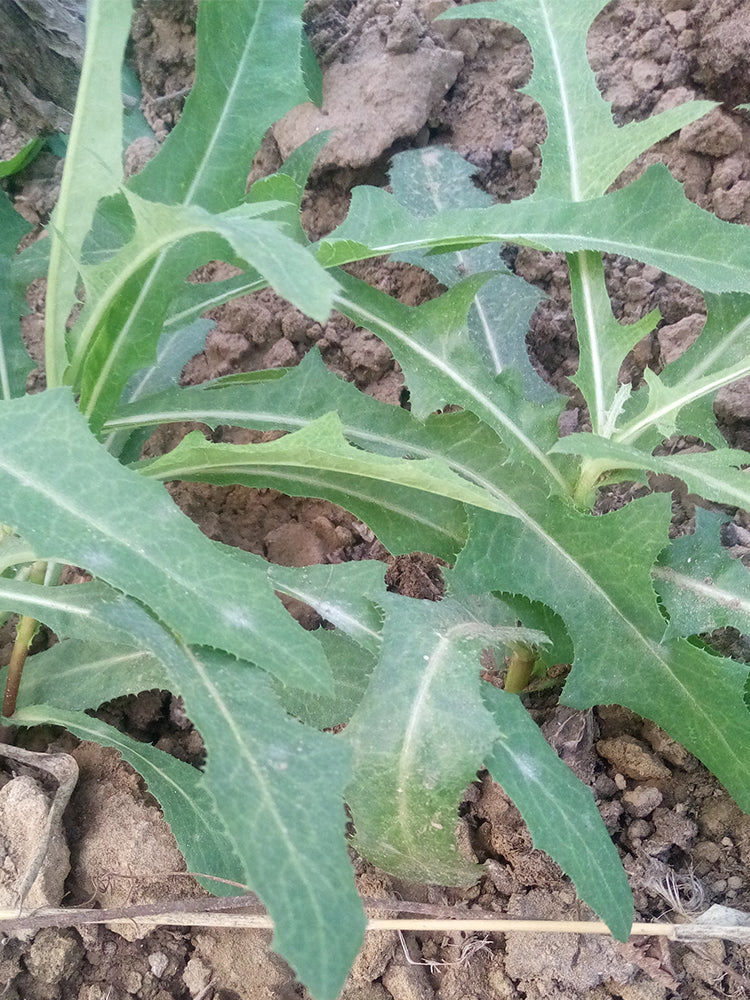 Jiliqingfeng Wild Qumai Chicory