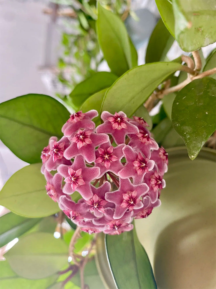 Hoya pubicalyx 'Pink Silver'