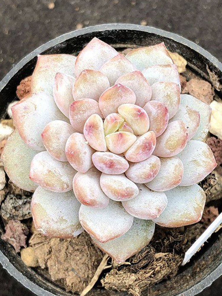 Echeveria cv. 'Starlight Orange'