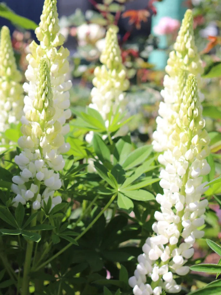 White Lupin