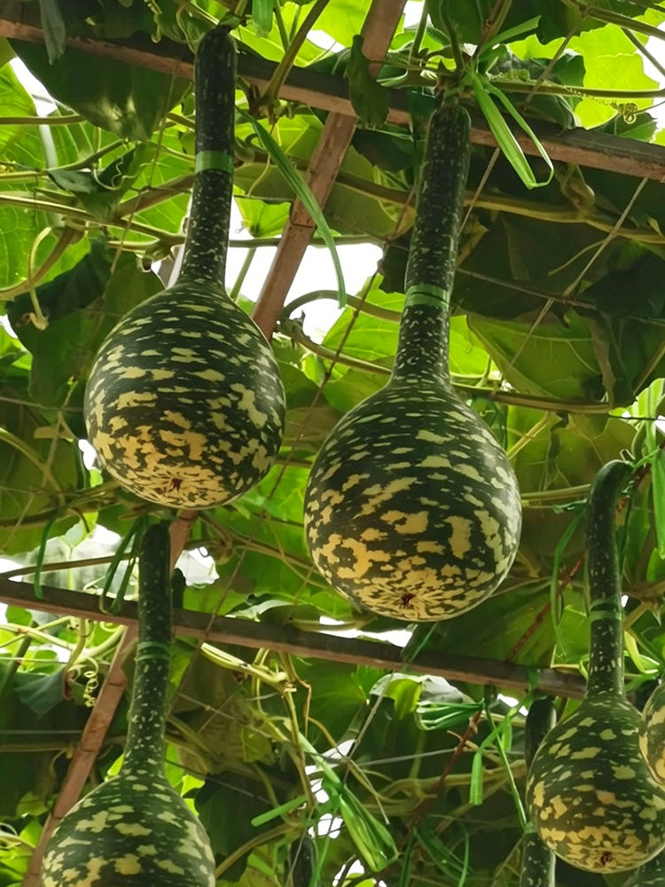 Swan Gourd