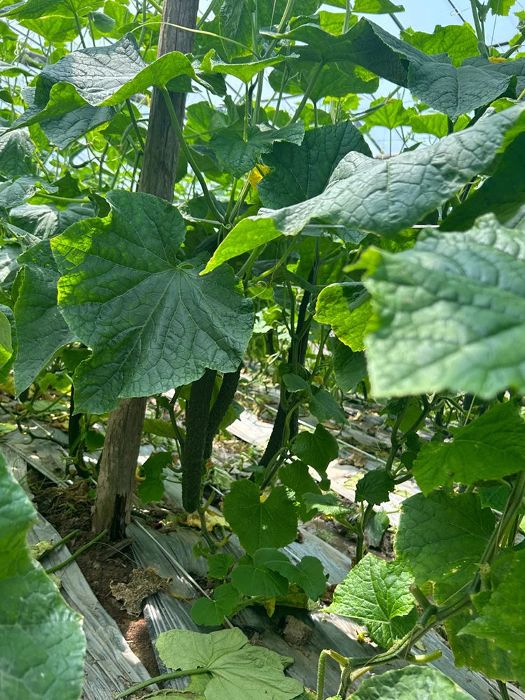 Boya 533 Cucumber