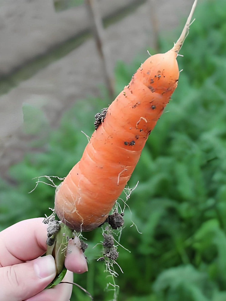 Dutch Mini Carrots