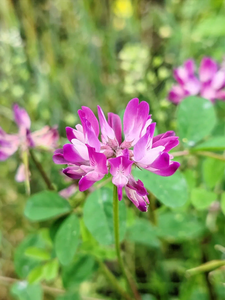 Chinese Milkvetch