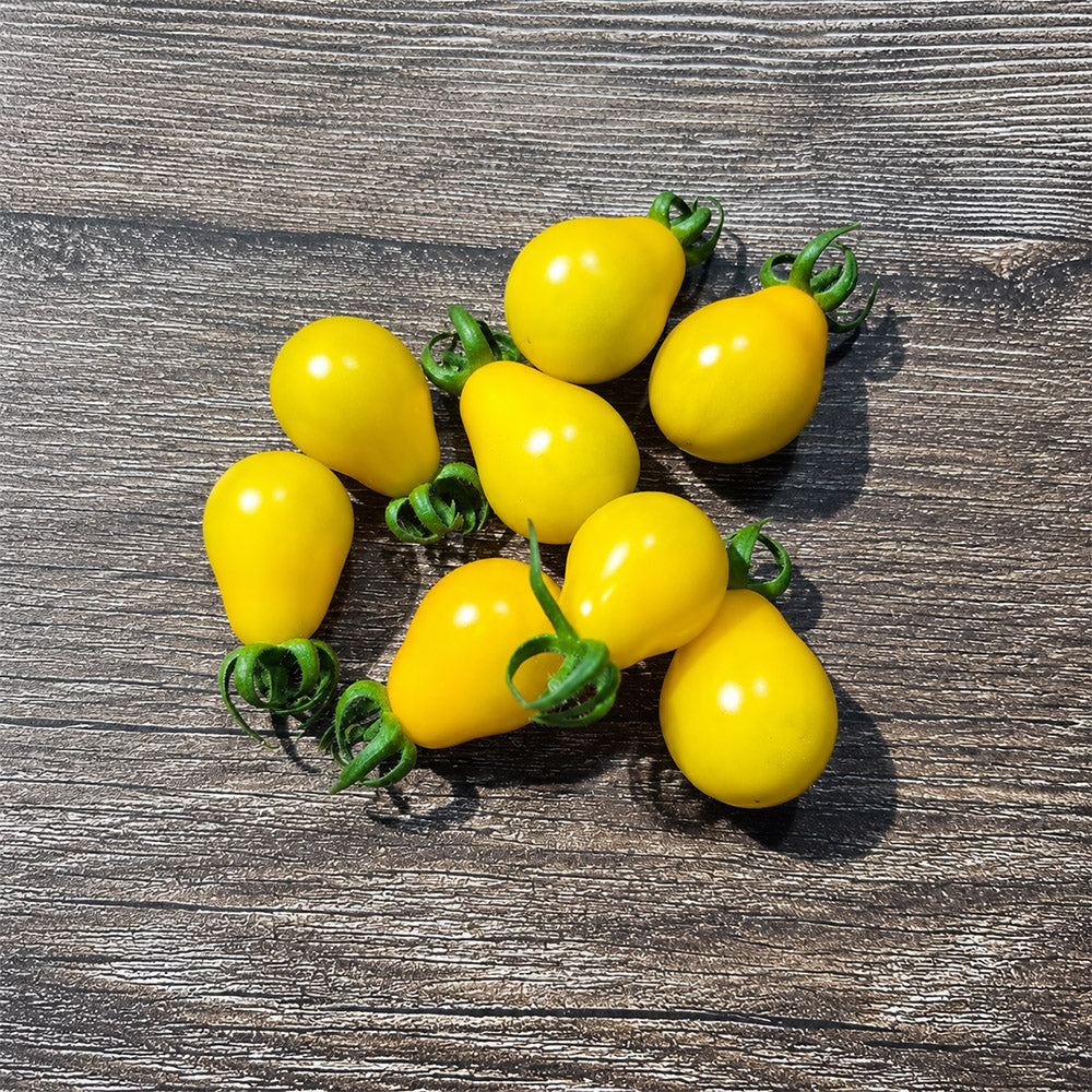 24 Yellow Submarine Tomato