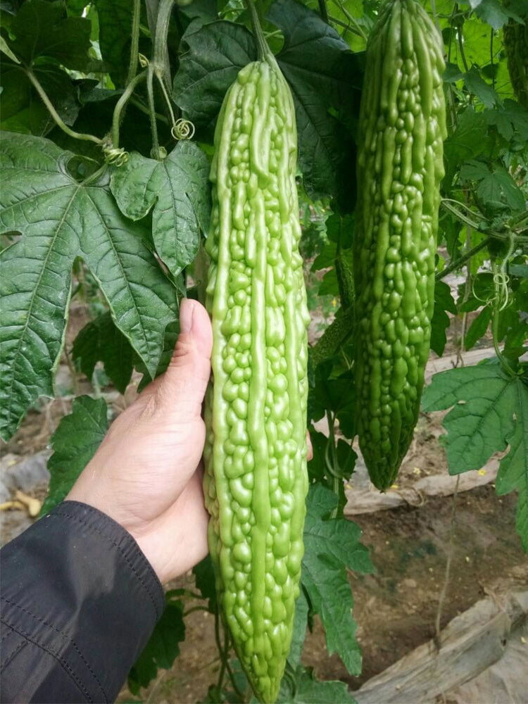 'Saibi' Green Bitter Gourd