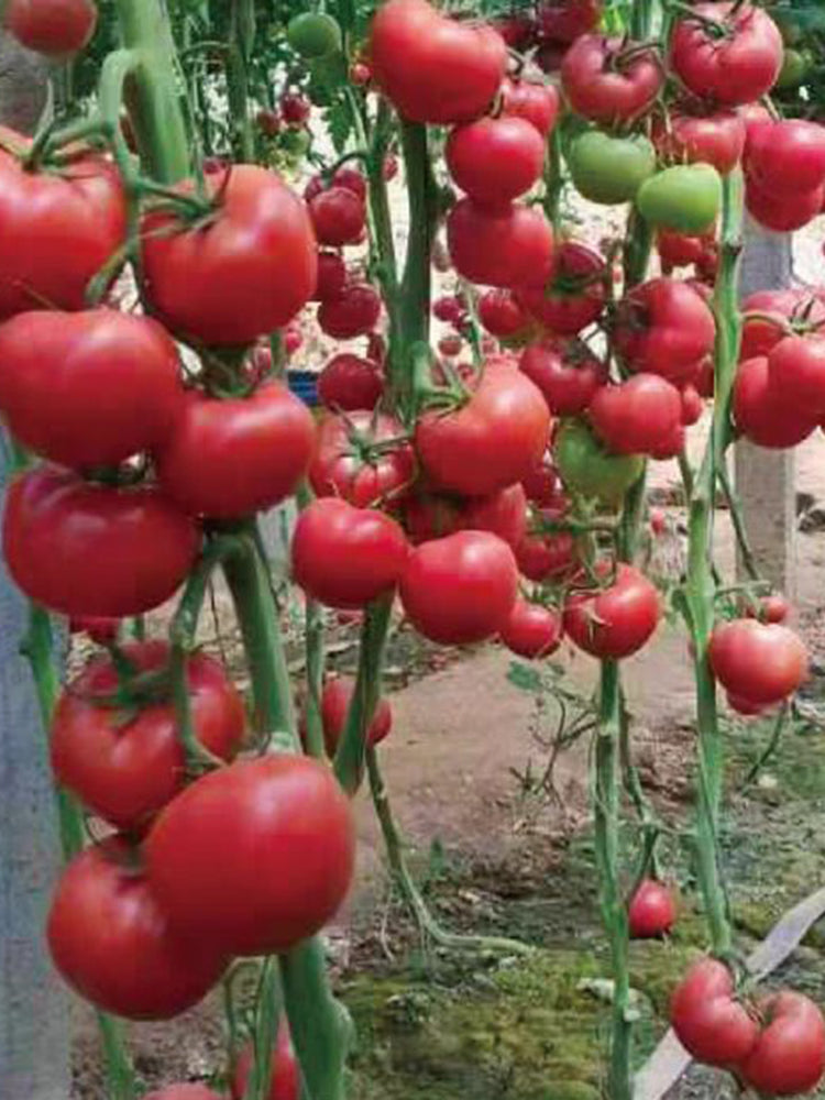 Alas No.9 Hybrid Pink Tomato Seeds