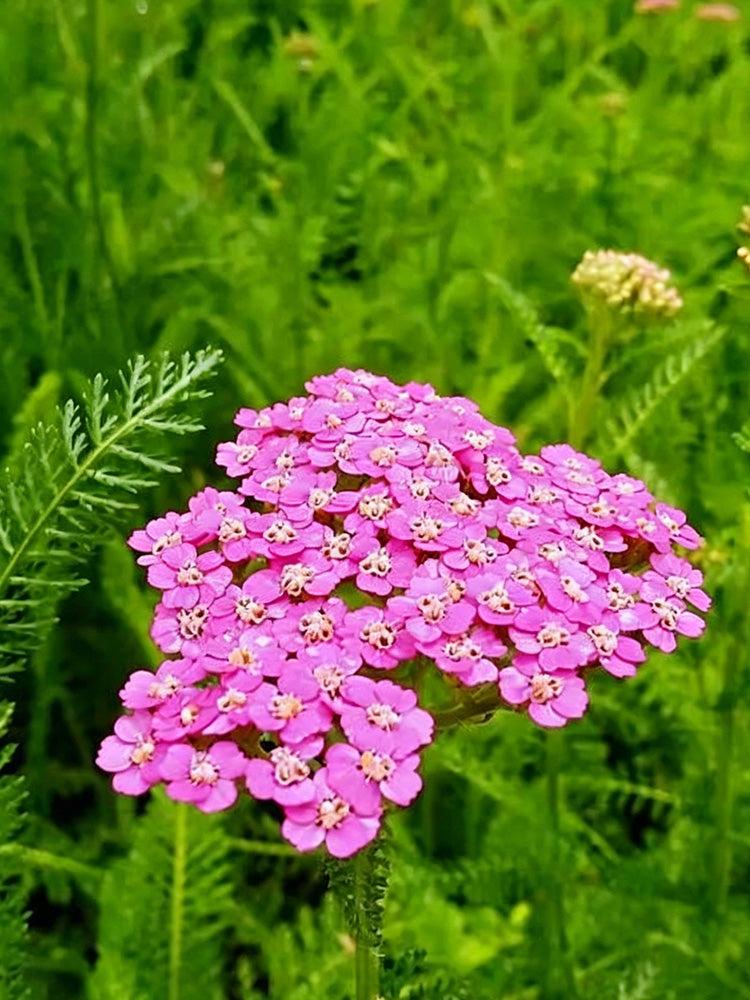 Pink Yarrow
