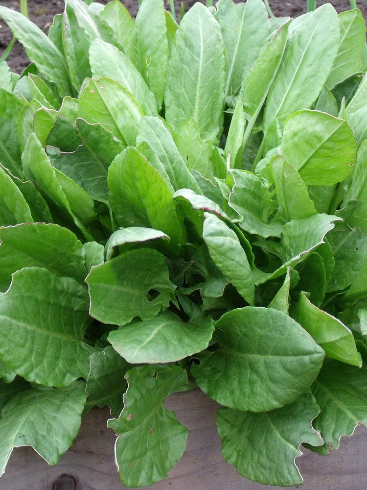 Broad Leaf Sorrel