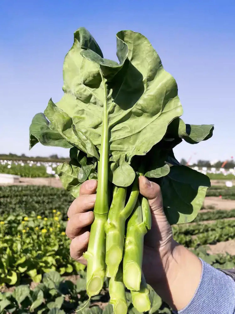 Yibao Japanese Mustard Greens