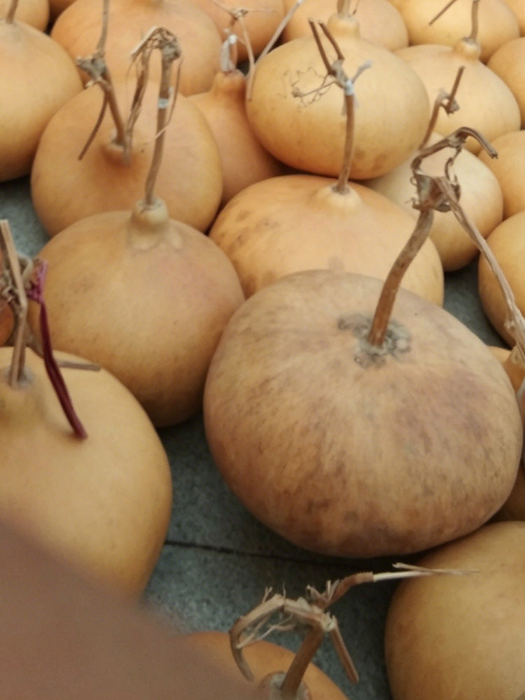 Millstone Bottle Gourd