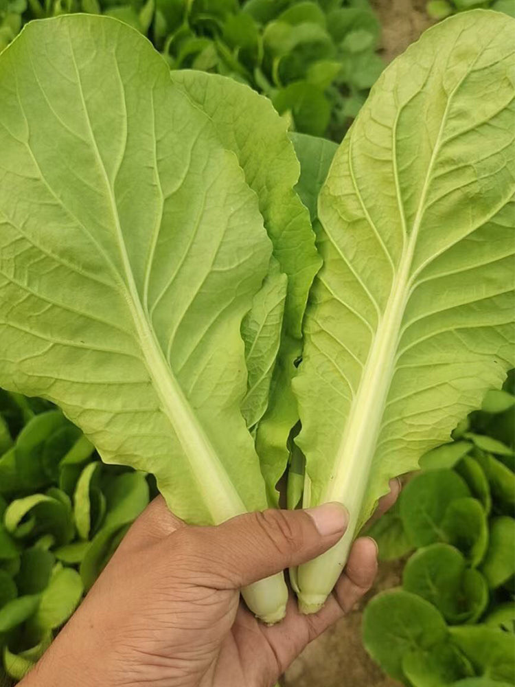 Sweet Crispy 'Chiye' Pak Choi