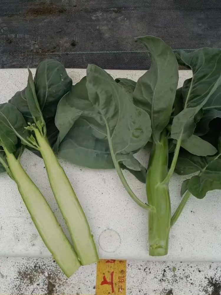 Sweet-Crispy 'Zhouye' Chinese Kale