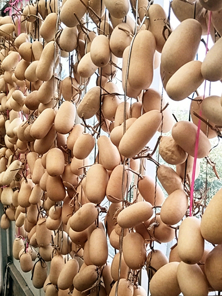 'Little Winter Melon' Gourd
