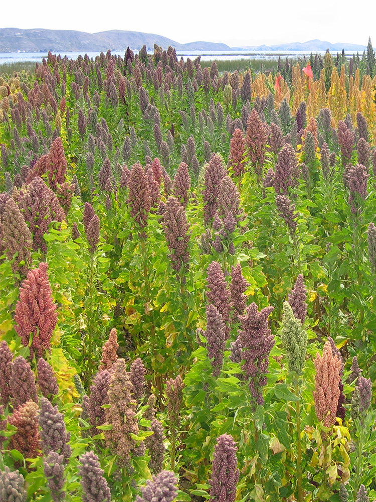 Tri-Color Quinoa