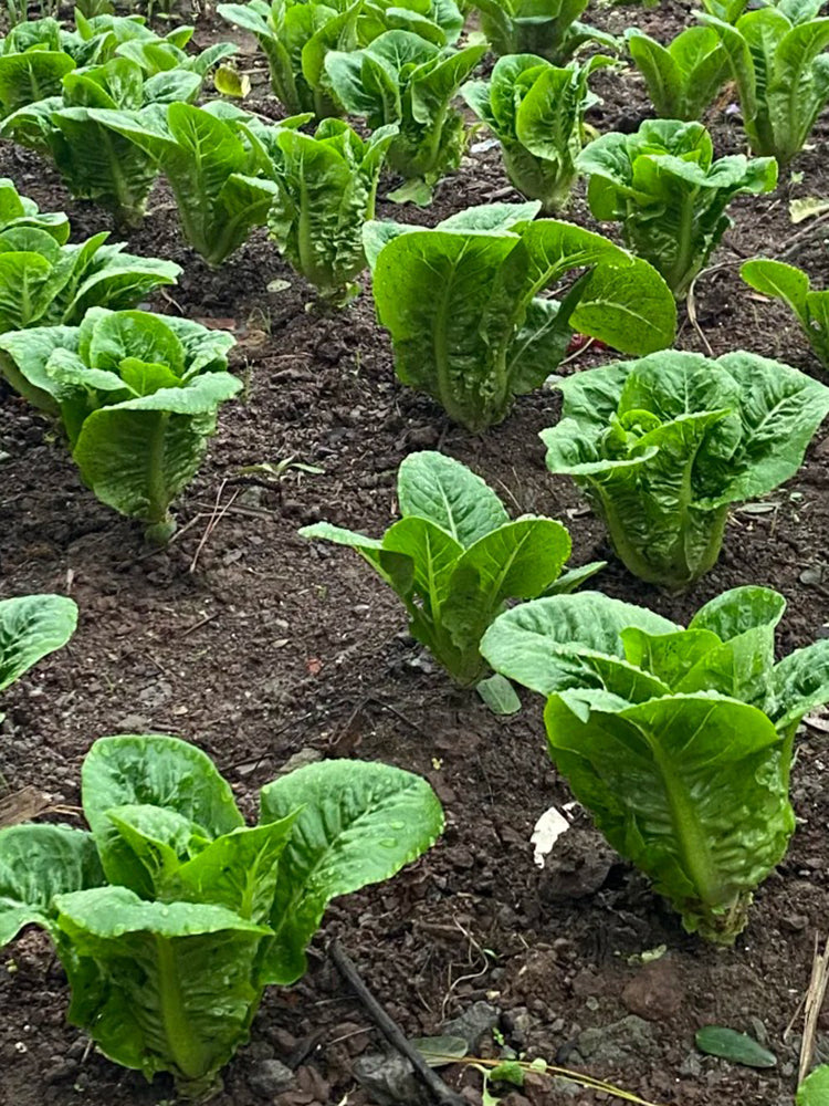 Jiemei Peacock Lettuce