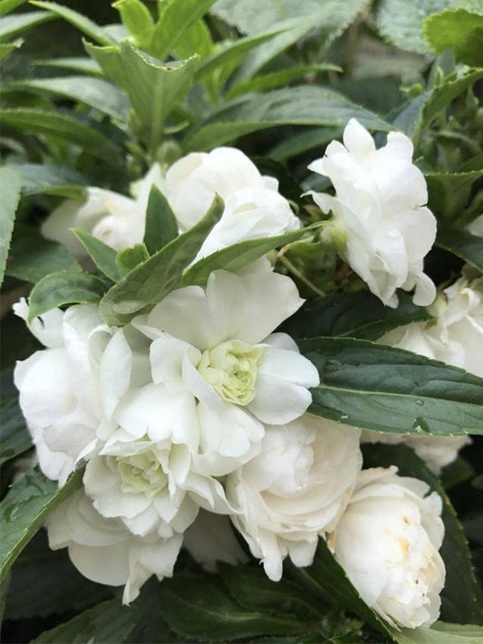 White Garden Balsam Double Flowers (Impatiens balsamena.L)